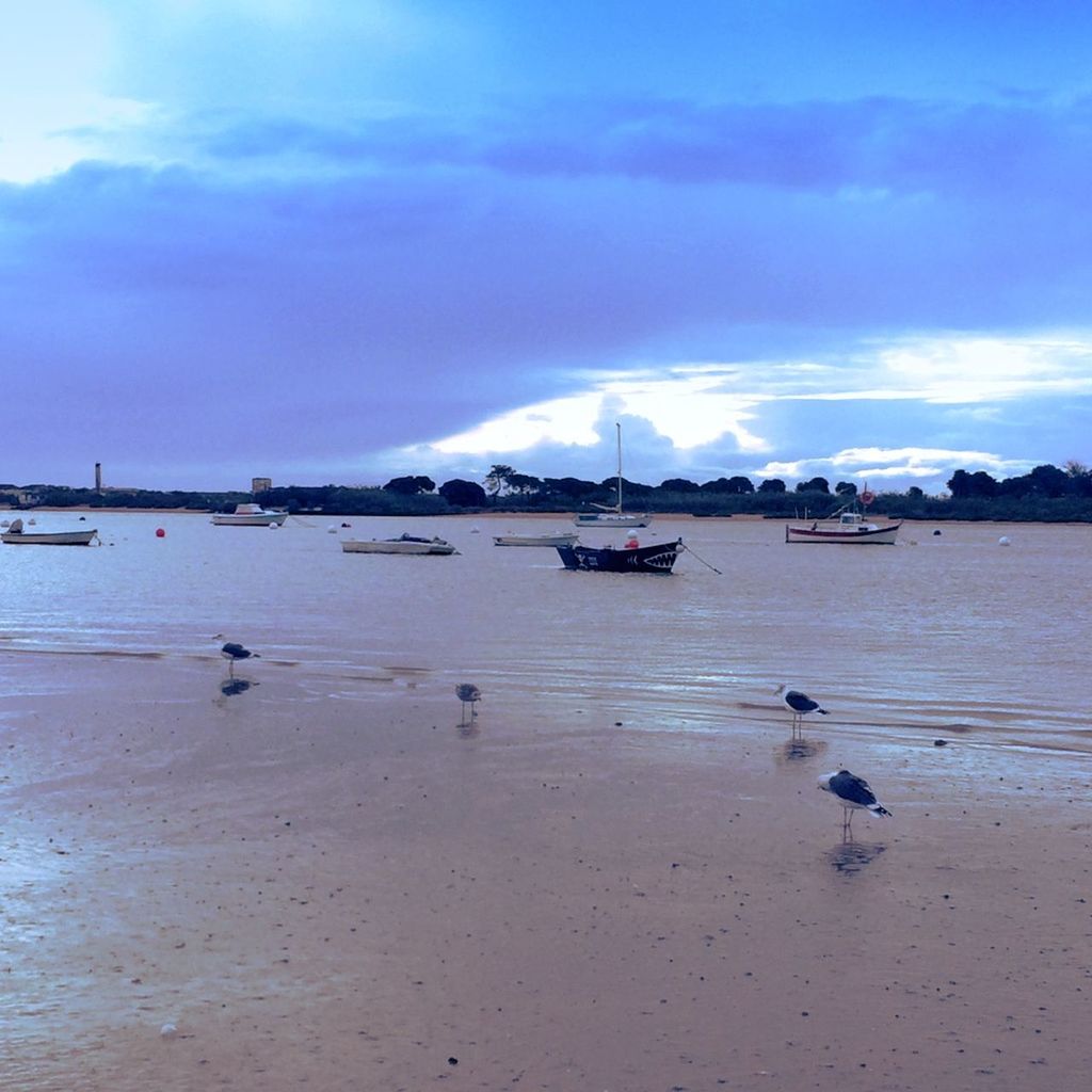 animal themes, bird, water, animals in the wild, sky, sea, wildlife, seagull, cloud - sky, beach, nature, shore, scenics, beauty in nature, cloud, tranquil scene, cloudy, medium group of animals, tranquility