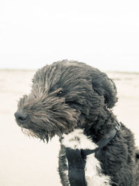 Close-up of bird on beach against sky