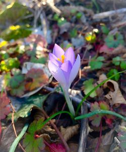 Close-up of purple flowers blooming outdoors