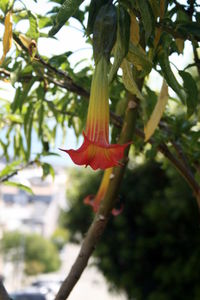 Close-up of red flowering plant against tree