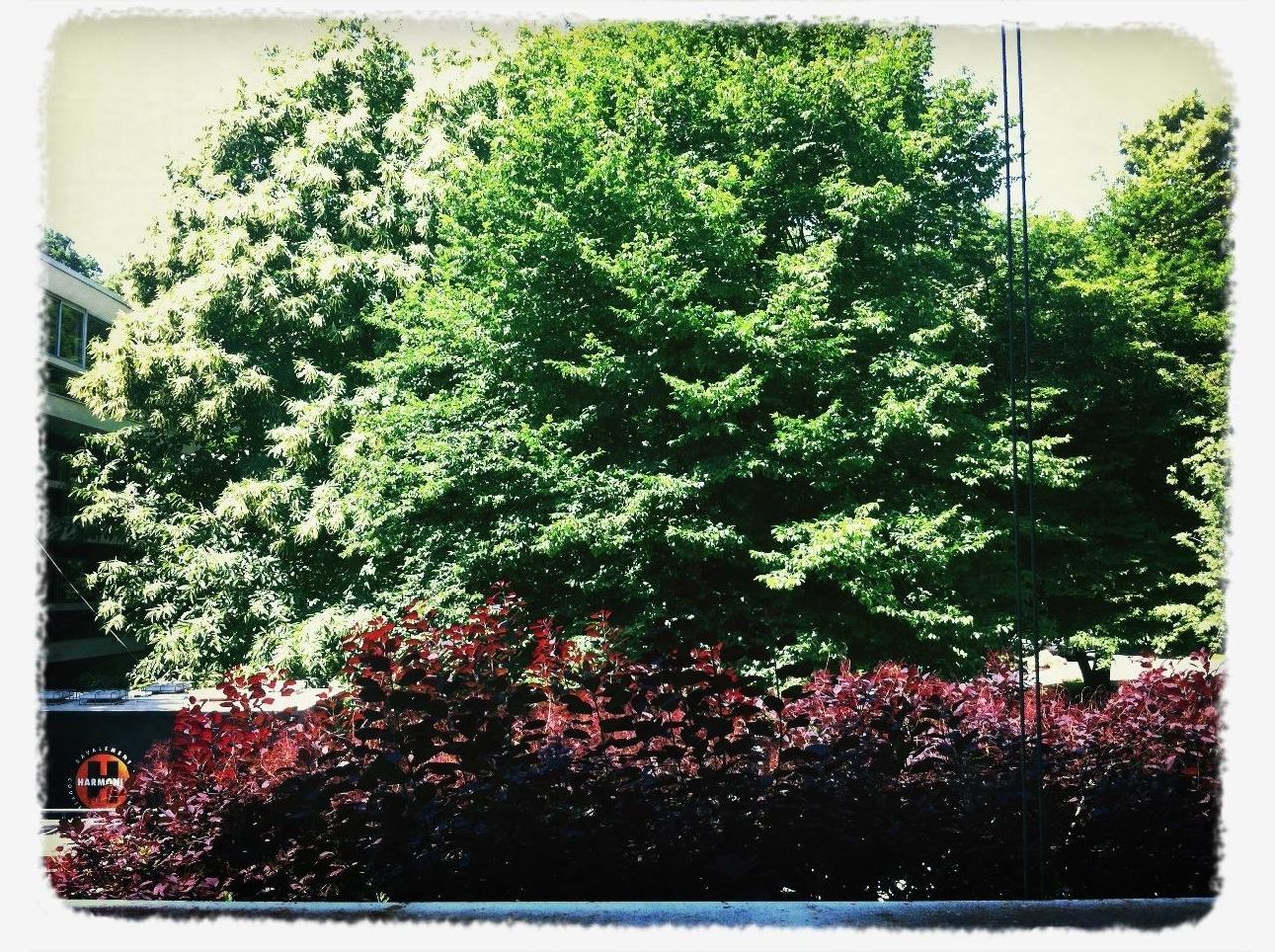 transfer print, auto post production filter, tree, growth, plant, flower, nature, beauty in nature, freshness, outdoors, branch, tranquility, day, no people, green color, growing, season, lush foliage, red, low angle view