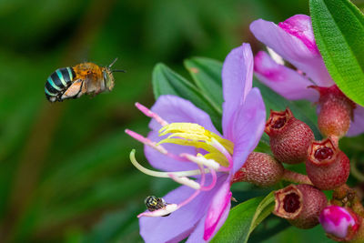 Close-up of butterfly pollinating on purple flower