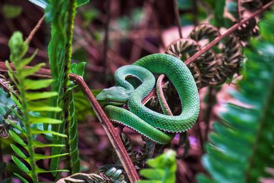 Close-up of a lizard on plant