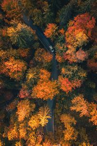 High angle view of road amidst trees during autumn