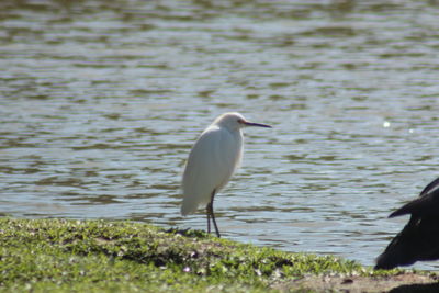 Bird perching on lake