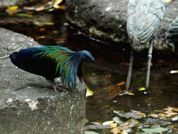 Close-up of bird perching on water