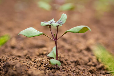 Close-up of plant growing on field