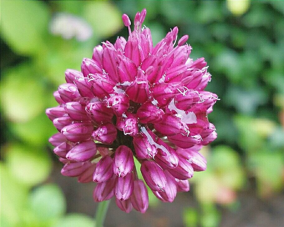 flower, petal, freshness, fragility, flower head, focus on foreground, close-up, growth, pink color, beauty in nature, blooming, nature, plant, single flower, in bloom, park - man made space, day, pink, outdoors, blossom