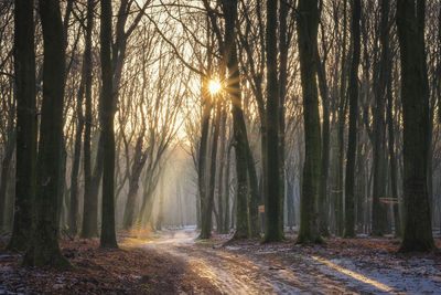 Trees in forest during sunset