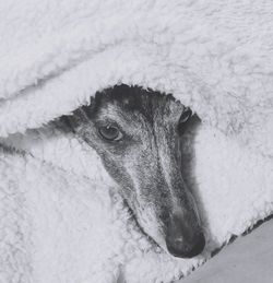 Close-up portrait of a snow