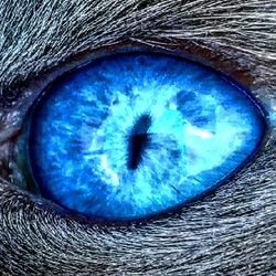 Close-up of blue eye