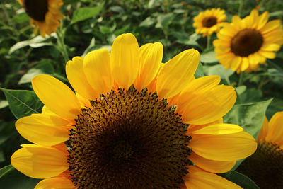 Close-up of sunflower