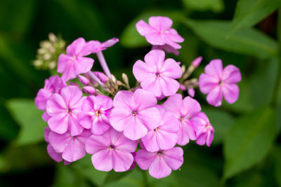 Close-up of pink flowers blooming outdoors