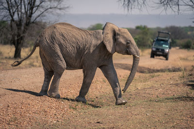 Elephant drinking water