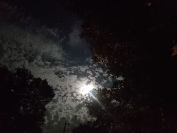 Low angle view of trees against sky