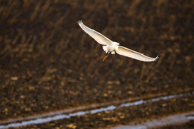 Seagull flying over a land