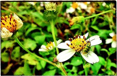 Close-up of white flowers