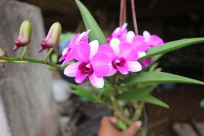 Close-up of pink flowering plant