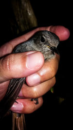 Close-up of hand holding bird against black background