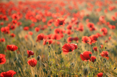 Close-up of red poppy flowers in field