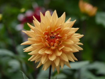 Close-up of yellow dahlia flower