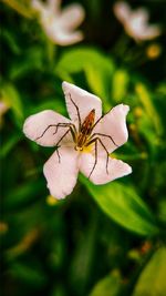 Close-up of butterfly pollinating on flower