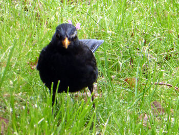 Close-up of bird perching on field