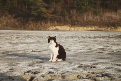 Cat sitting on land