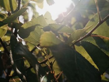 Close-up of leaves on sunny day