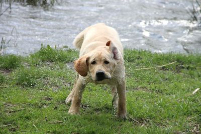 Dog on grassy field