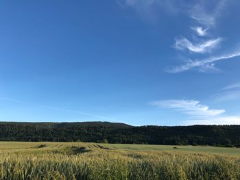 Scenic view of agricultural field against blue sky