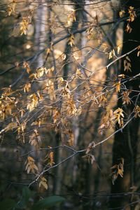 Full frame shot of trees in forest