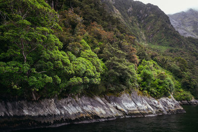Scenic view of waterfall in forest