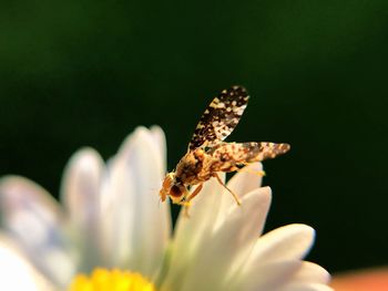 Close-up of insect on flower