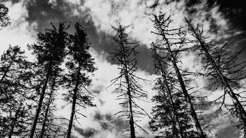 Low angle view of pine trees against sky