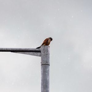 Bird perching on a railing