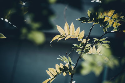 Close-up of flowering plant