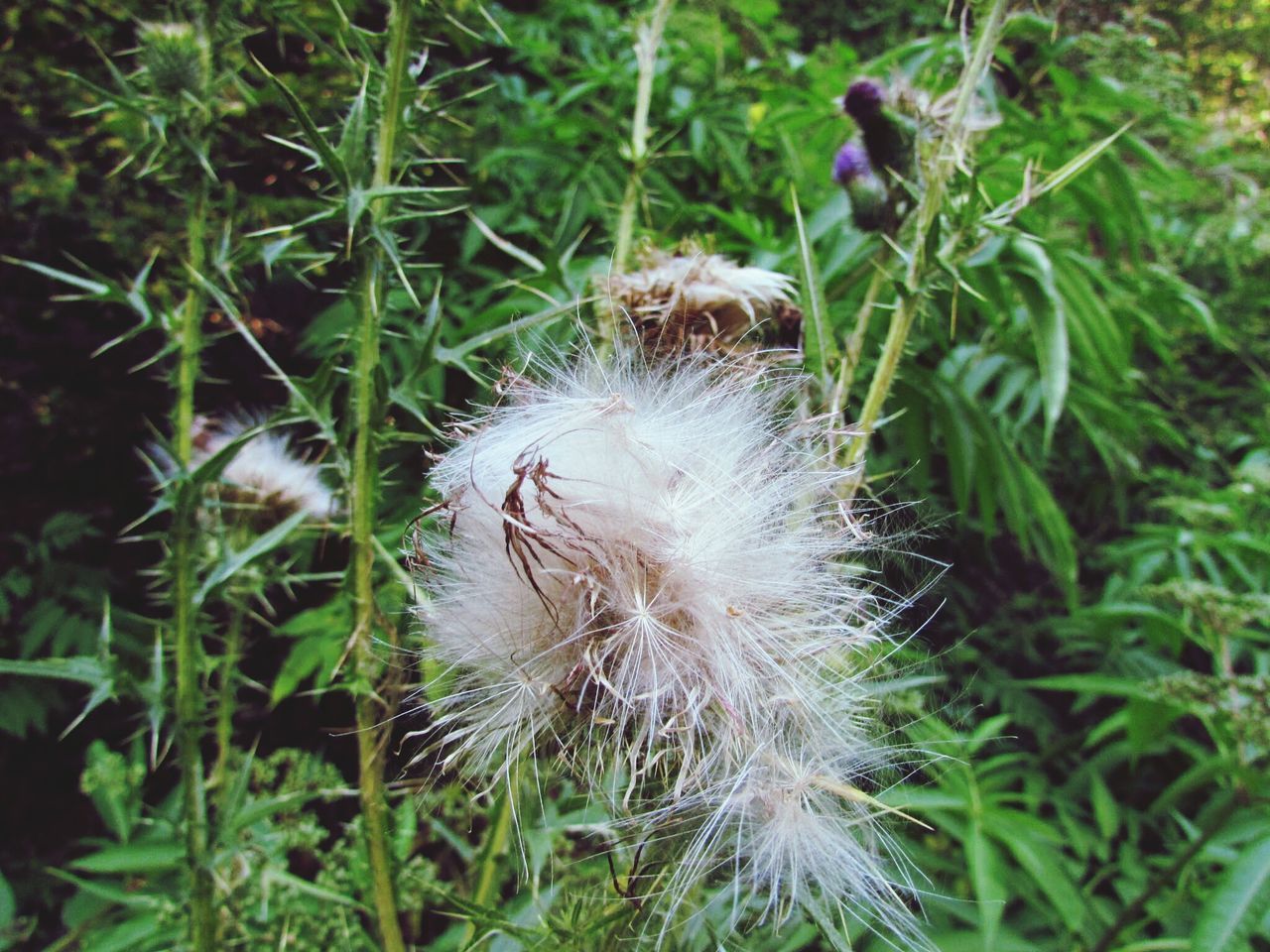 growth, freshness, dandelion, flower, fragility, close-up, beauty in nature, nature, plant, flower head, green color, uncultivated, wildflower, softness, single flower, white color, focus on foreground, field, day, high angle view