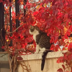 Cat on red leaves