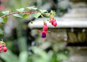 Close-up of pink flowers blooming outdoors