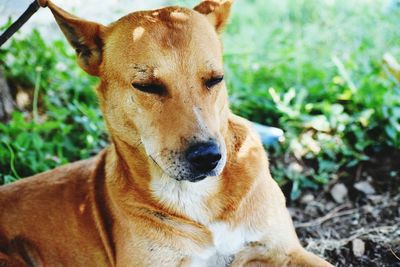 Portrait of a dog on field
