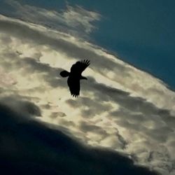 Low angle view of birds flying against cloudy sky