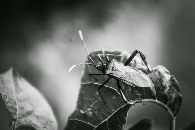 Close-up of insect