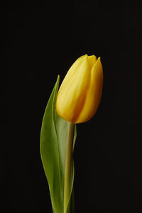Close-up of yellow rose against black background