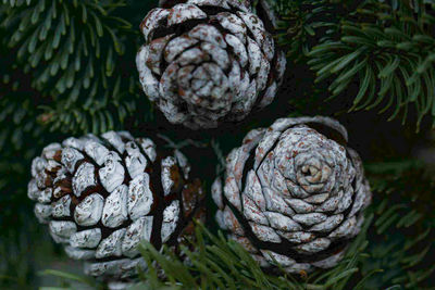 Close up of pine cones