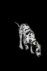 Close-up of black background over black background