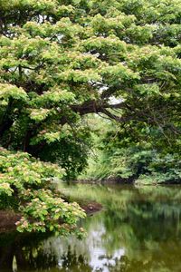 Reflection of trees in water