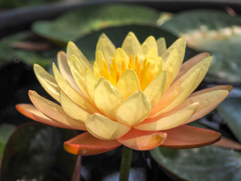 Close-up of water lily