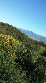 Scenic view of landscape against clear sky