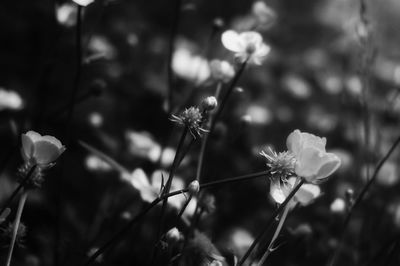 Close up of flowers blooming outdoors